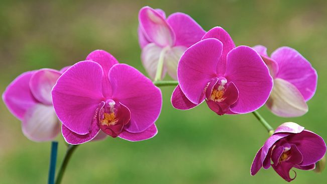 Lan Hồ Điệp bật khóc, nó nhớ lại những năm tháng đợi chờ khắc khoải của mình khi còn là một thục nữ, cho đến khi nàng ngã xuống và trở thành một bông hoa tim tím hình cánh bướm.